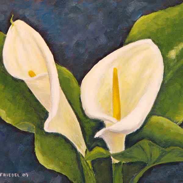 Arum Lilies