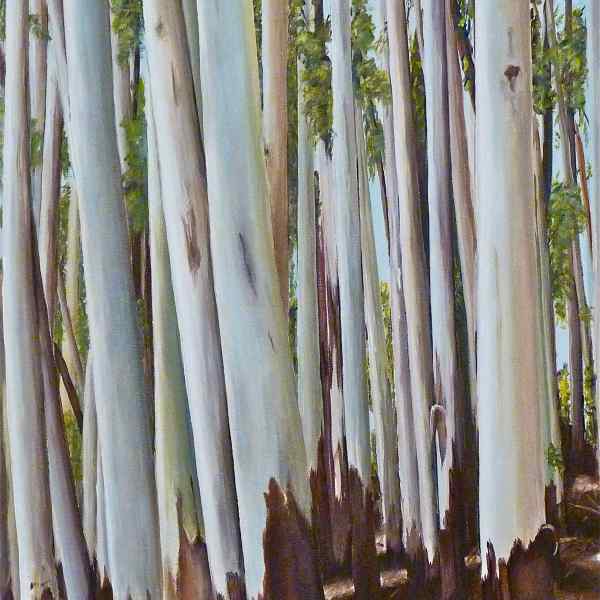 Eucalypts at Warrawong